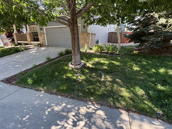 Before: patchy lawn strip under a tree