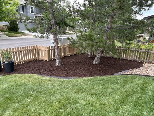 After: fresh red mulch bed under the pines