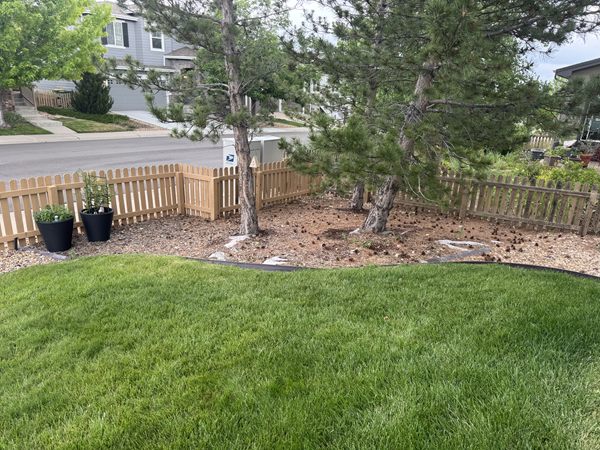Before: bare dirt and pine needles under two pine trees