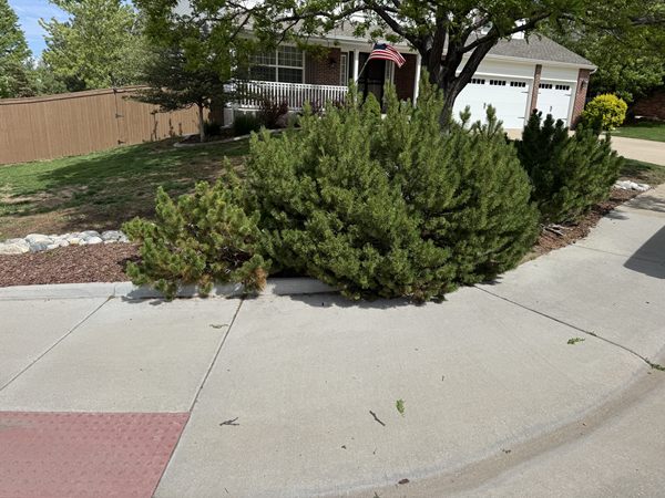Before: large overgrown shrub covering a corner bed
